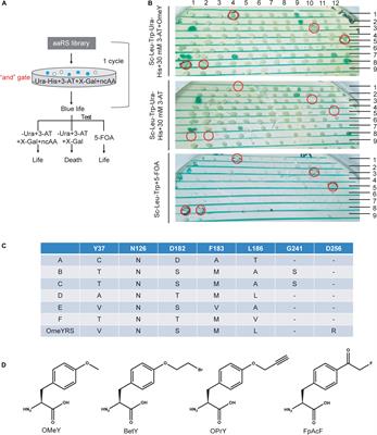 Efficient Selection Scheme for Incorporating Noncanonical Amino Acids Into Proteins in Saccharomyces cerevisiae